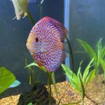 Golden Pigeon Leopard Discus, White Base photo review