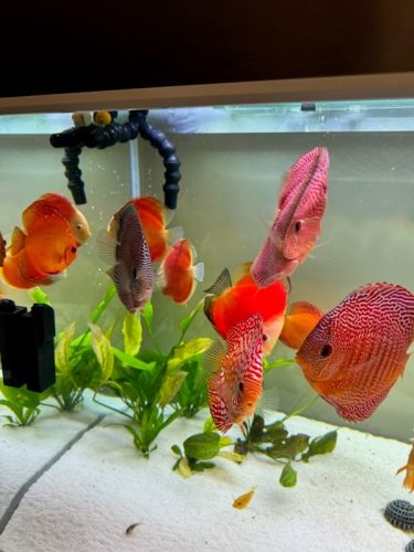 Red Super Eruption Discus, High Body photo review