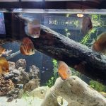 F1 Ica Red Discus photo review