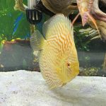 Golden Pearl Pigeon Snakeskin Discus photo review