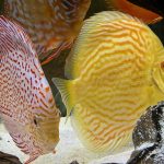 Golden Pearl Pigeon Snakeskin Discus photo review