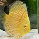 Golden Pearl Pigeon Snakeskin Discus photo review