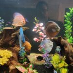 Super Eruption Discus, Blue Base photo review