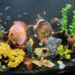 Super Eruption Discus, Blue Base photo review