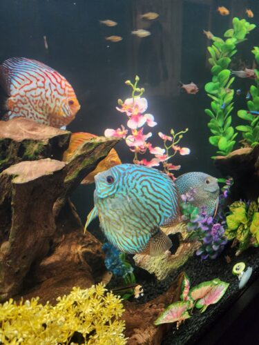 Penang Blue Knight Discus photo review