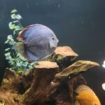 Super Eruption Discus, Blue Base photo review