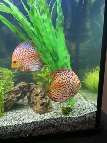 Red Eagle Discus, Wide Pattern photo review