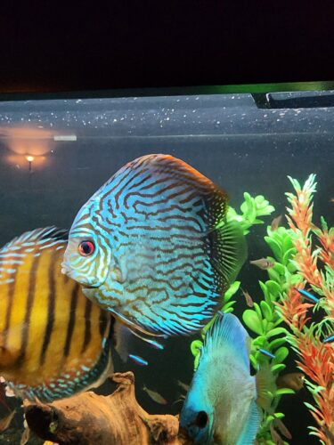 Penang Blue Knight Discus photo review