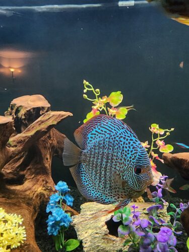 Super Eruption Discus, Blue Base photo review