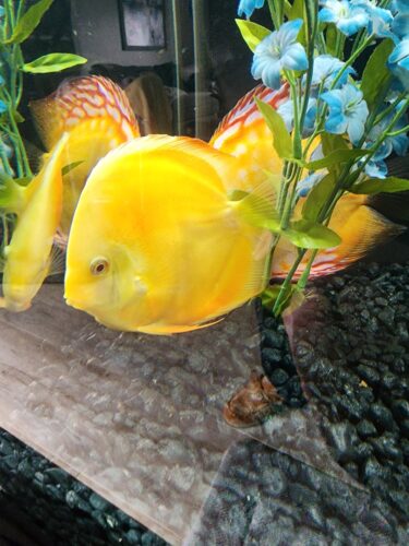 Albino Pearl Diamond Discus, Dark Base photo review