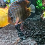 Royal Heckel Cross Discus photo review