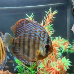 Royal Heckel Cross Discus photo review