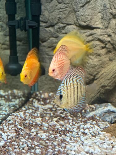 Golden Pigeon Leopard Discus, White Base photo review