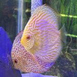 Golden Pearl Pigeon Snakeskin Discus photo review