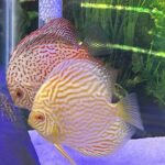 Golden Pearl Pigeon Snakeskin Discus photo review