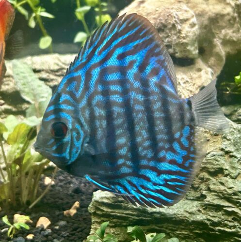 Penang Blue Knight Discus photo review