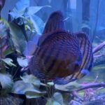 Wild Trombeta Yellow Royal Discus photo review