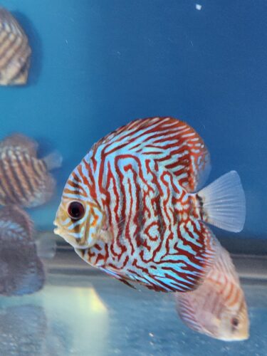 German Red Turquoise Discus, Red Base photo review