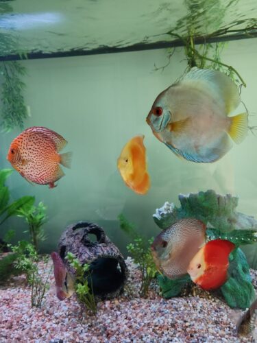 Golden Pigeon Leopard Discus, White Base photo review