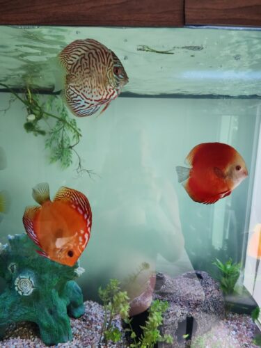 Fuji Red Discus photo review