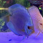 Classic Deep Blue Diamond Discus photo review