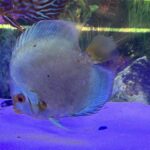 Classic Deep Blue Diamond Discus photo review