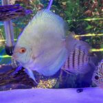 Classic Deep Blue Diamond Discus photo review