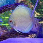 Classic Deep Blue Diamond Discus photo review