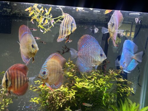 Super Eruption Discus, Blue Base photo review