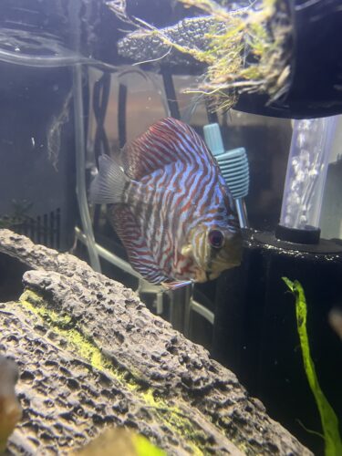 German Red Turquoise Discus, Red Base photo review