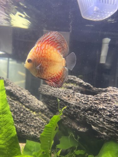 Golden Pigeon Leopard Discus, White Base photo review