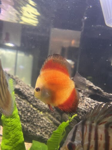 Mandarin Passion Discus photo review