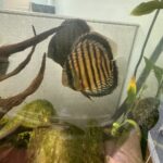 Wild Trombeta Yellow Royal Discus photo review