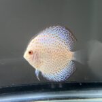 Silver Pigeon Leopard Discus photo review