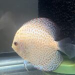 Silver Pigeon Leopard Discus photo review