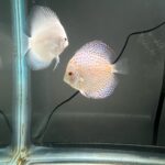 Silver Pigeon Leopard Discus photo review