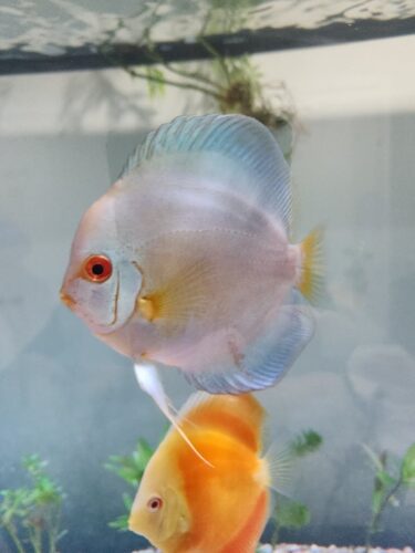 Blue Diamond Discus, Deep Red Eye Gene photo review