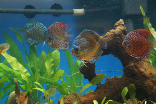 German Red Turquoise Discus, Red Base photo review