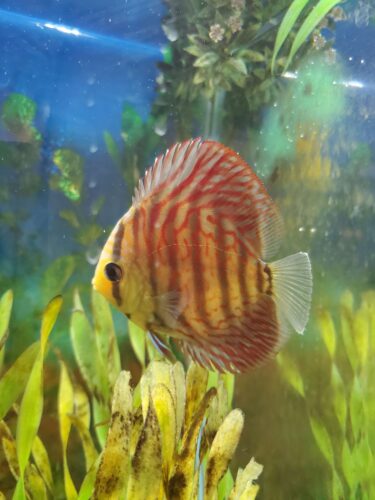 German Red Turquoise Discus, Red Base photo review