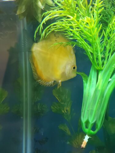 Golden Diamond Discus photo review