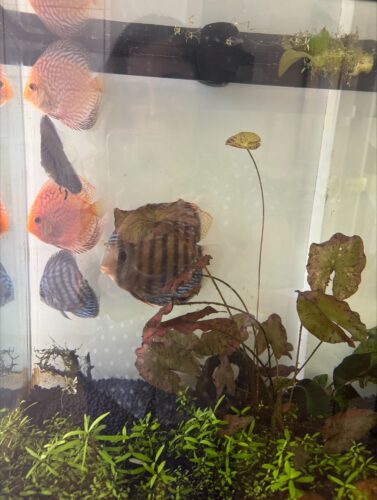 Wild-Caught Half Royal Jaraqui Discus photo review