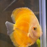 Golden Diamond Discus photo review