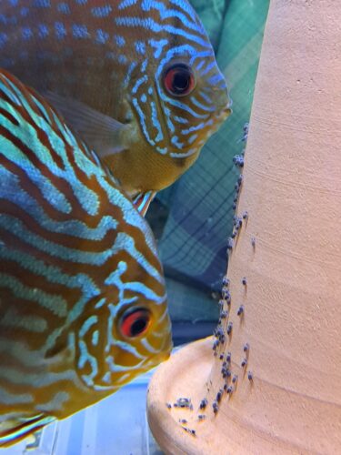 German Red Turquoise Discus, Blue Base photo review