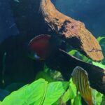 Classic San Merah Discus photo review