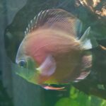 Classic San Merah Discus photo review