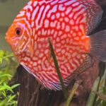 Golden Pigeon Leopard Discus, White Base photo review