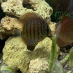 Classic San Merah Discus photo review