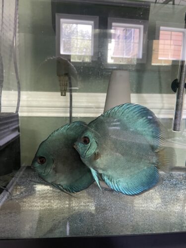 Blue Diamond Discus, Proven Breeding Pair photo review