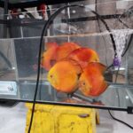 Mandarin Passion Discus photo review