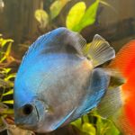 Classic Deep Blue Diamond Discus photo review